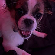 Mochi is registered to the contest to win money with this photo: puppy, dog, pet, animal, portrait, close_up, fluffy, white_fur, brown_fur, black_fur, open_mouth, happy, playful, wide_eyes, whiskers, collar, tag, blanket, indoor, pink_lighting