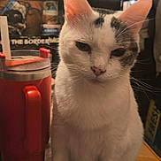 Pamela Ward is registered to the contest to win money with this photo: animal, black_markings, blurred_background, cat, closeup, curious, domestic_animal, drink, feline, furniture, household_item, indoor, mammal, pet, red_cup, sitting, straw, table, whiskers, white_cat