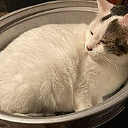 Tiny joined the competition — help win amazing prizes! cat, white_cat, gray_spots, fluffy, sleepy, pet, animal, indoor, metal_pot, container, cozy, fur, whiskers, ears, relaxed, cute, domestic_cat, resting, closeup, household