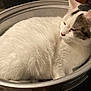 cat, white_cat, gray_spots, fluffy, sleepy, pet, animal, indoor, metal_pot, container, cozy, fur, whiskers, ears, relaxed, cute, domestic_cat, resting, closeup, household