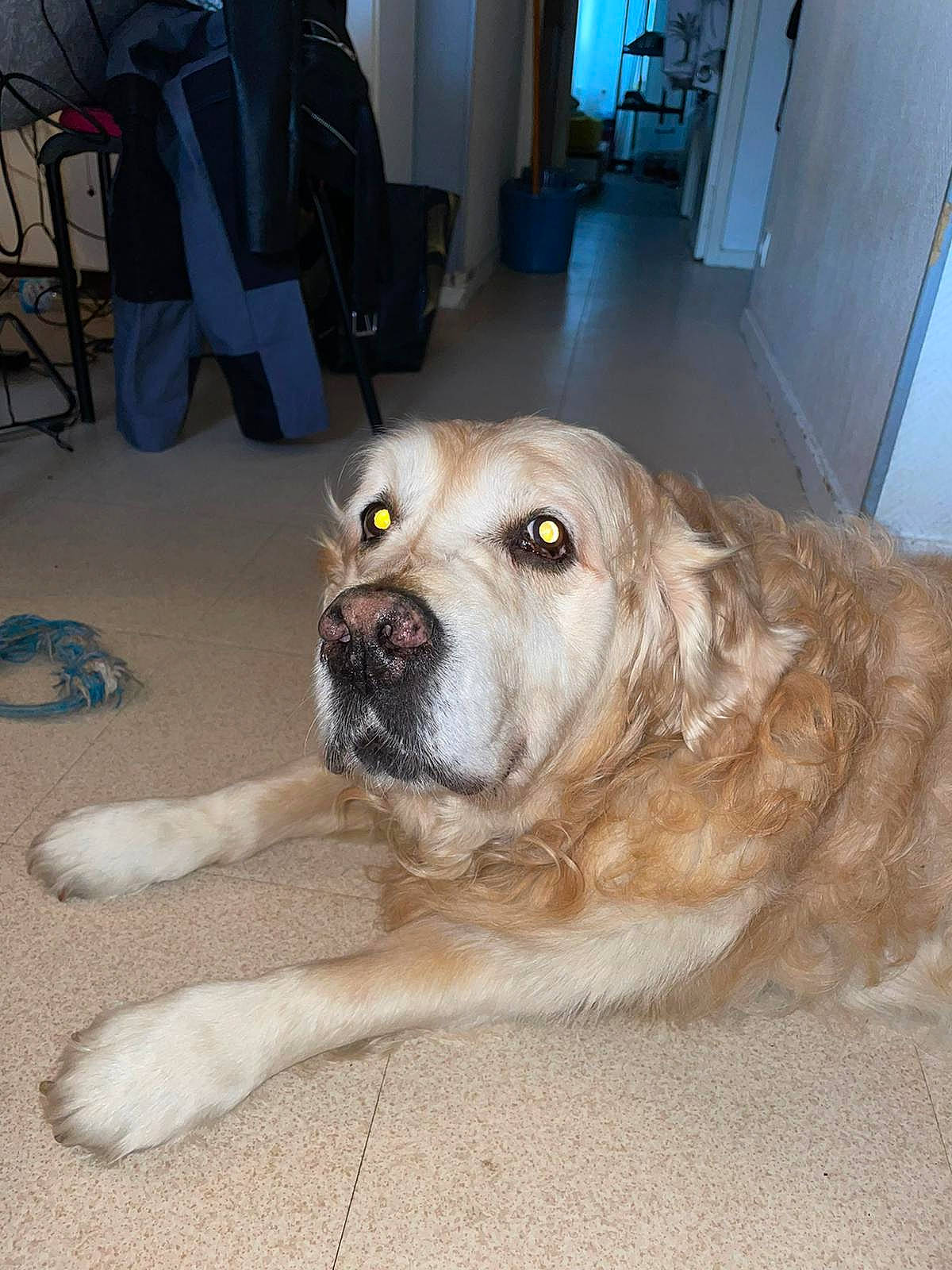 Purple participe au concours pour gagner de l'argent avec cette photo : backpack, canidae, carnivore, chair, companion_dog, couch, dog, dog_breed, door, fawn, floor, flooring, fur, livestock_guardian_dog, luggage_and_bags, snout, sporting_group, whiskers, working_animal, working_dog