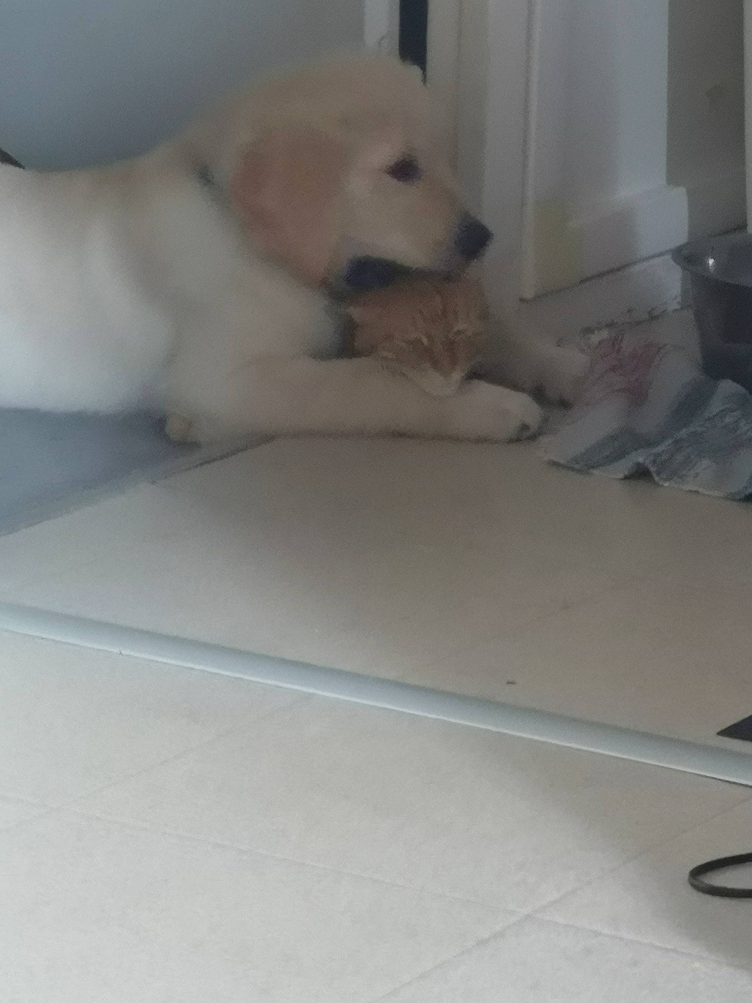 Shadow a rejoint le concours — aidez-le/la à gagner de superbes lots ! canidae, carnivore, dog, dog_breed, fawn, golden_retriever, labrador_retriever, mammal, puppy, retriever, sporting_group