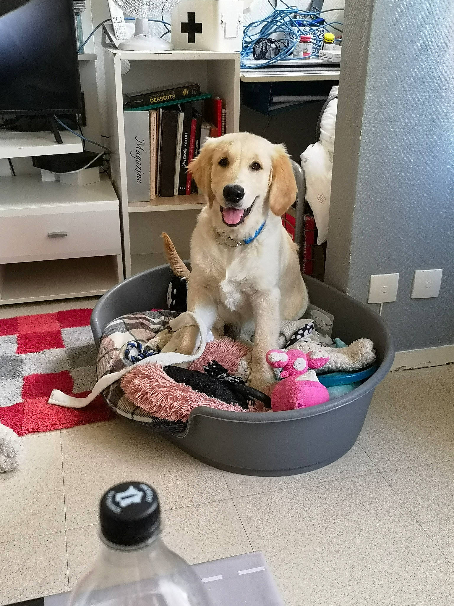 Shadow participe au concours pour gagner de l'argent avec cette photo : canidae, carnivore, companion_dog, dog, dog_breed, dog_toy, golden_retriever, labrador_retriever, puppy, retriever, room, sporting_group