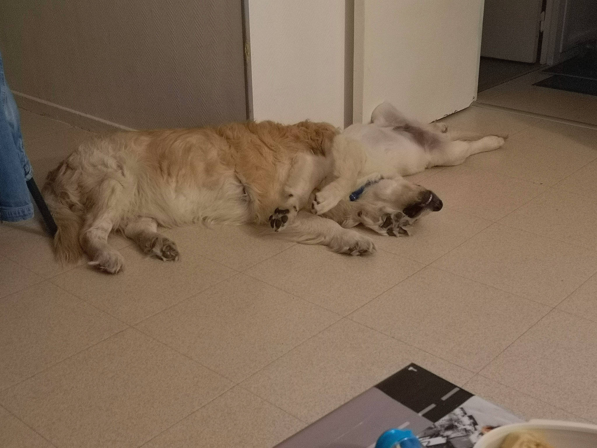 Shadow participe au concours pour gagner de l'argent avec cette photo : canidae, carnivore, cat, dog, dog_breed, fawn, felidae, floor, flooring, mammal, paw, small_to_medium_sized_cats, sporting_group, tail