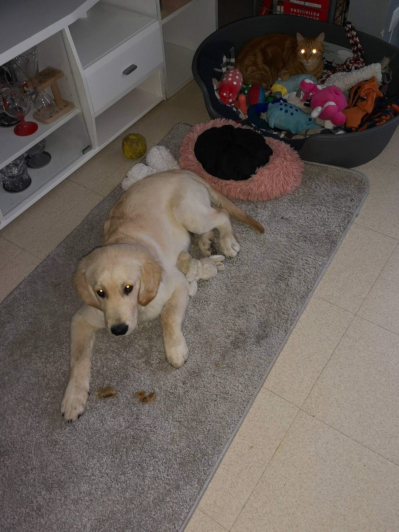 Shadow a rejoint le concours — aidez-le/la à gagner de superbes lots ! beagador, canidae, carnivore, companion_dog, dog, dog_breed, fawn, floor, flooring, golden_retriever, labrador_retriever, puppy, retriever, sporting_group