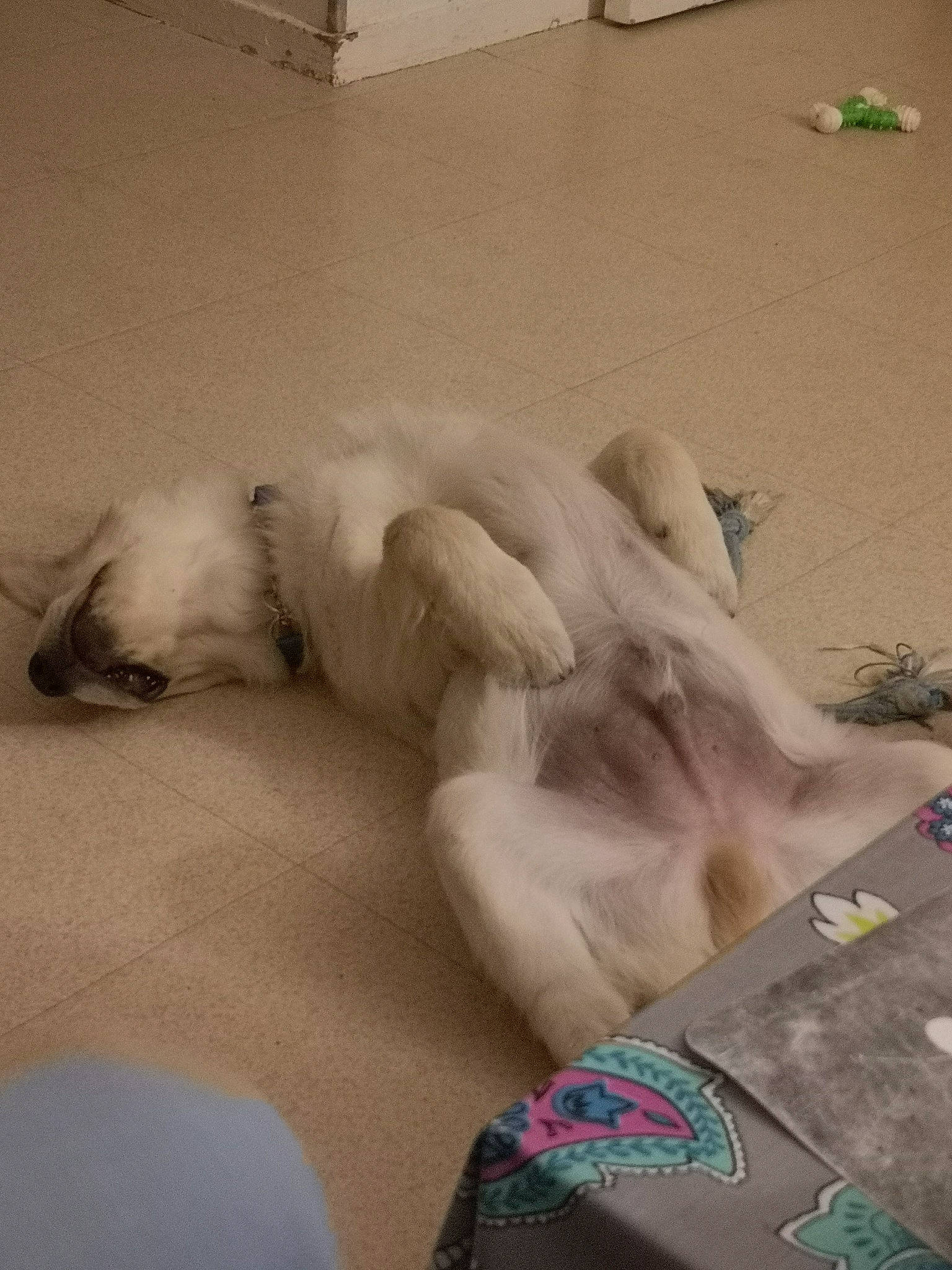 Shadow participe au concours pour gagner de l'argent avec cette photo : canidae, carnivore, companion_dog, dog_breed, fawn, non_sporting_group, shih_tzu