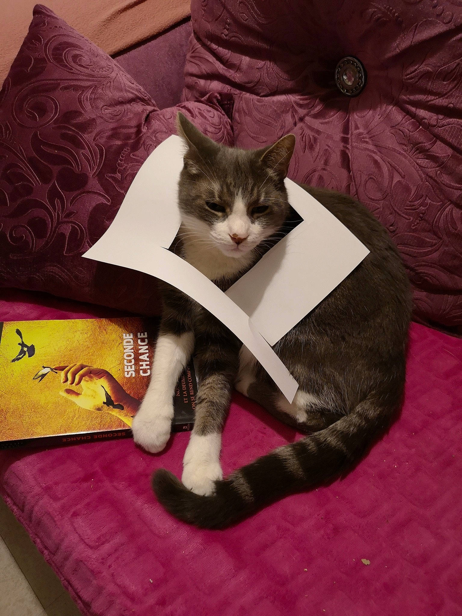 Berlioz participe au concours pour gagner de l'argent avec cette photo : asian, carnivore, cat, domestic_short_haired_cat, european_shorthair, felidae, fur, furniture, kitten, linens, pillow, small_to_medium_sized_cats, tail, whiskers