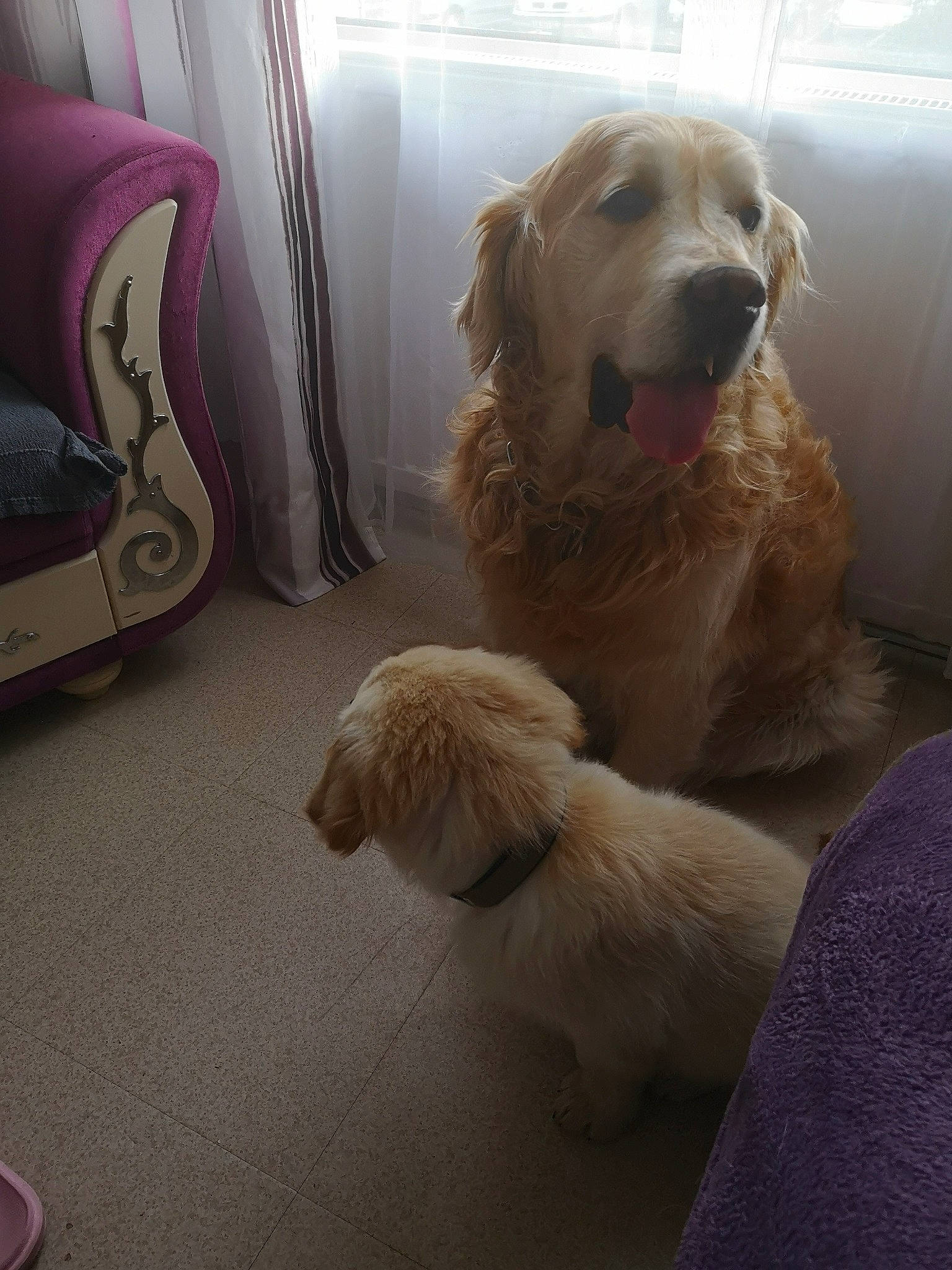 Purple participe au concours pour gagner de l'argent avec cette photo : canidae, carnivore, companion_dog, dog, dog_breed, fawn, golden_retriever, mammal, retriever, sporting_group, vertebrate