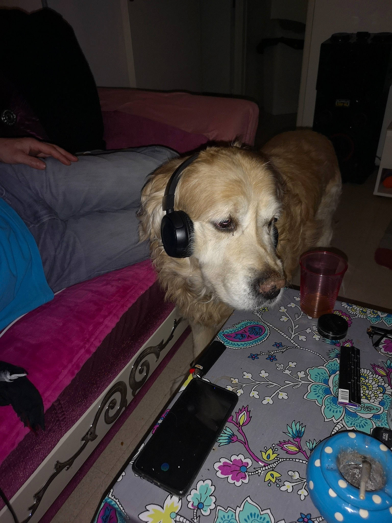 Purple participe au concours pour gagner de l'argent avec cette photo : canidae, carnivore, companion_dog, dog, dog_breed, fawn, lurcher, mammal, snout, sporting_group