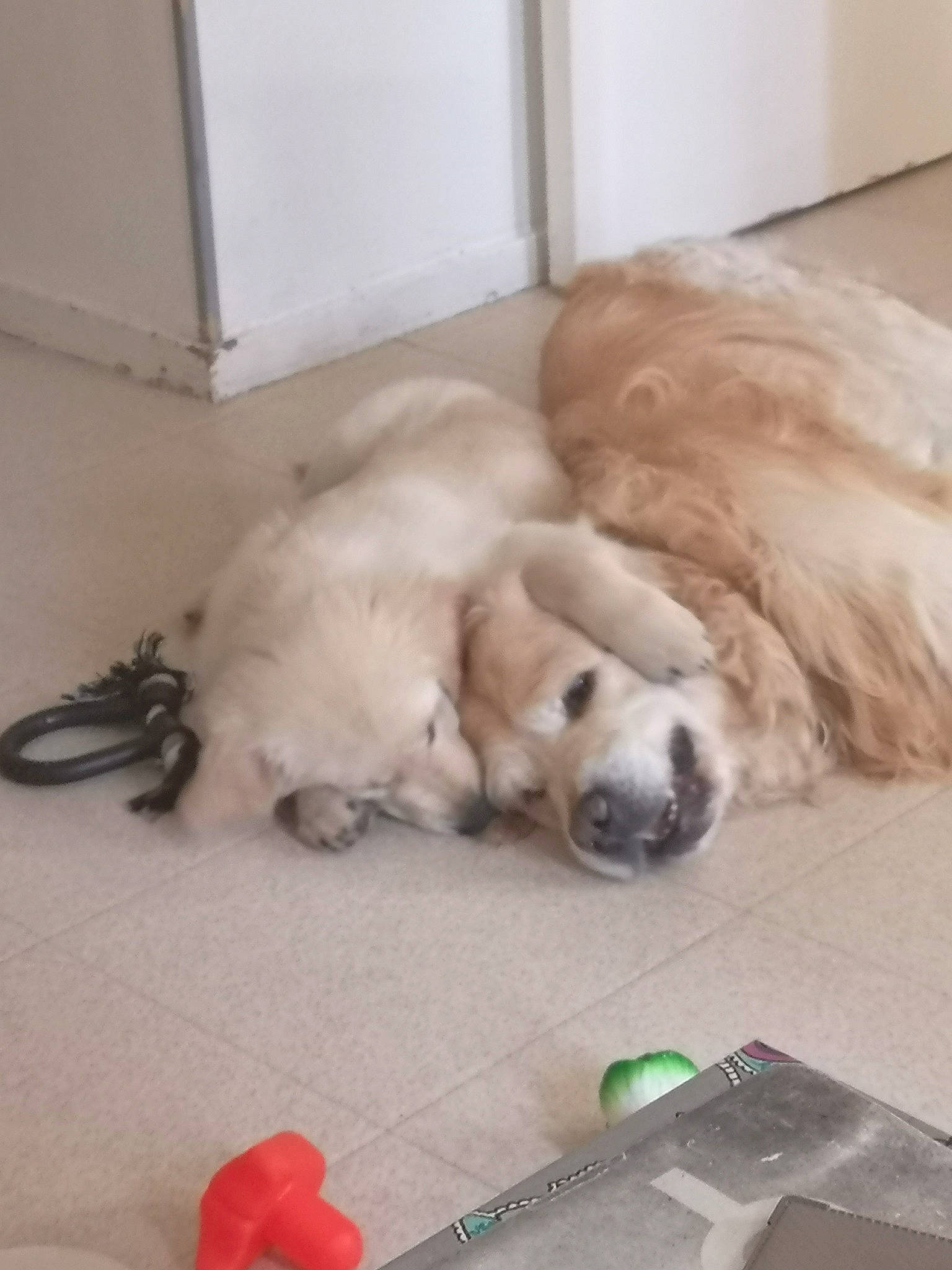 Purple a rejoint le concours — aidez-le/la à gagner de superbes lots ! canidae, carnivore, companion_dog, dog, dog_breed, fawn, golden_retriever, great_pyrenees, labrador_retriever, mucuchies, nose, puppy, retriever, snout, sporting_group