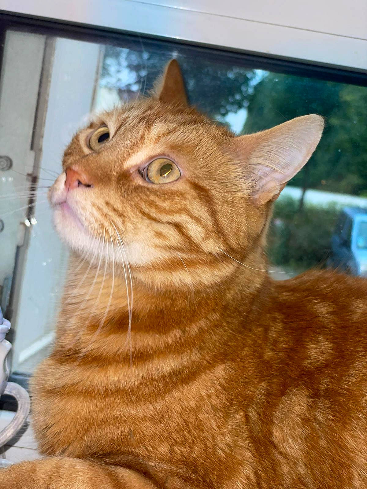 Kovoo participe au concours pour gagner de l'argent avec cette photo : carnivore, cat, comfort, domestic_short_haired_cat, fawn, felidae, fur, iris, liver, plant, sitting, small_to_medium_sized_cats, snout, tail, terrestrial_animal, whiskers, wildlife, window, wood