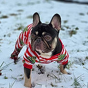Gotti is registered to the contest to win money with this photo: dog, french_bulldog, snow, winter, outdoor, pet_clothing, festive, red_stripes, grass, animal, cute, small_dog, winter_clothes, canine, ears, fur, paw, nature, holiday, seasonal