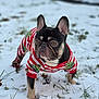 dog, french_bulldog, snow, winter, outdoor, pet_clothing, festive, red_stripes, grass, animal, cute, small_dog, winter_clothes, canine, ears, fur, paw, nature, holiday, seasonal