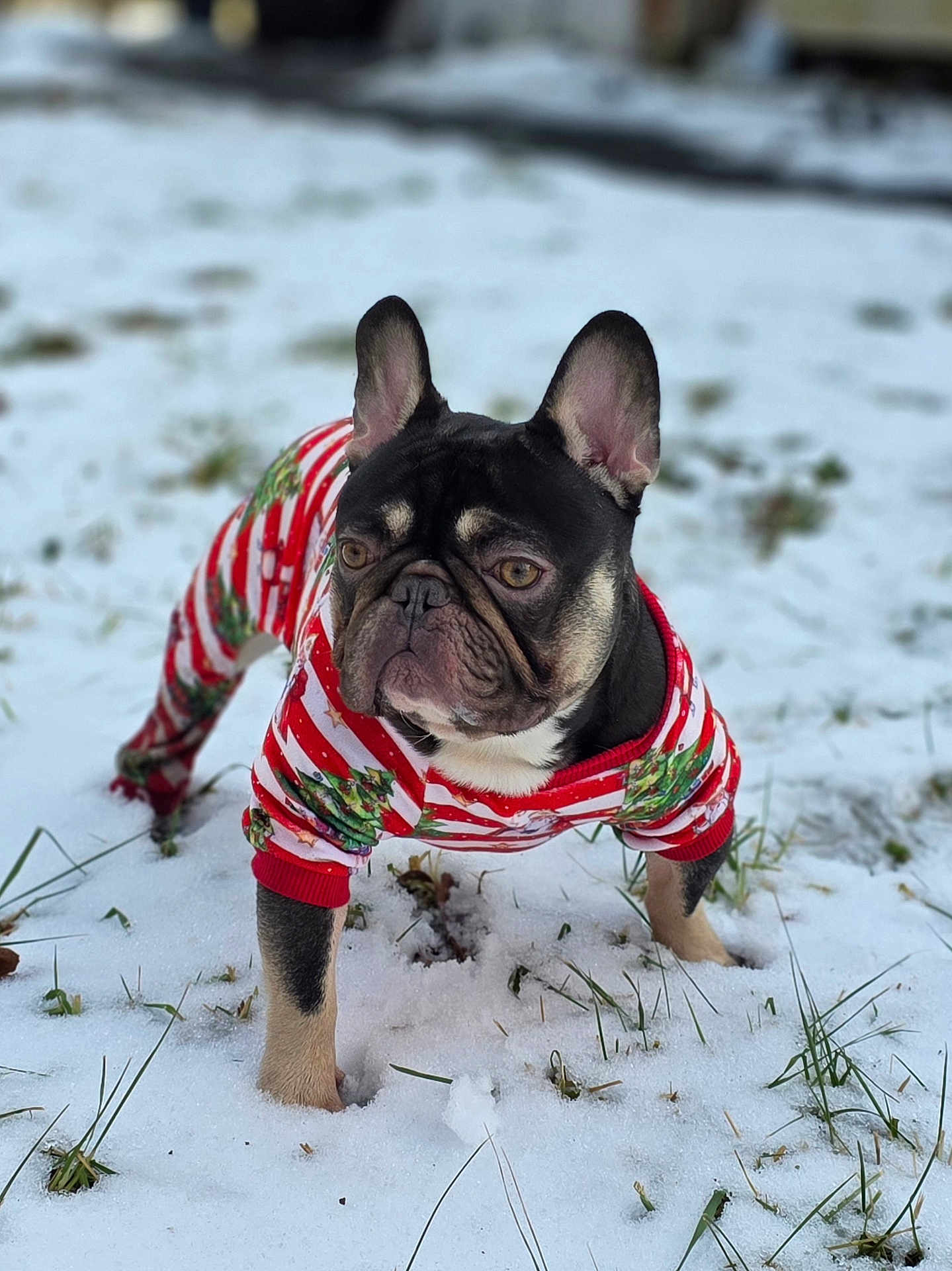 Gotti is registered to the contest to win money with this photo: dog, french_bulldog, snow, winter, outdoor, pet_clothing, festive, red_stripes, grass, animal, cute, small_dog, winter_clothes, canine, ears, fur, paw, nature, holiday, seasonal
