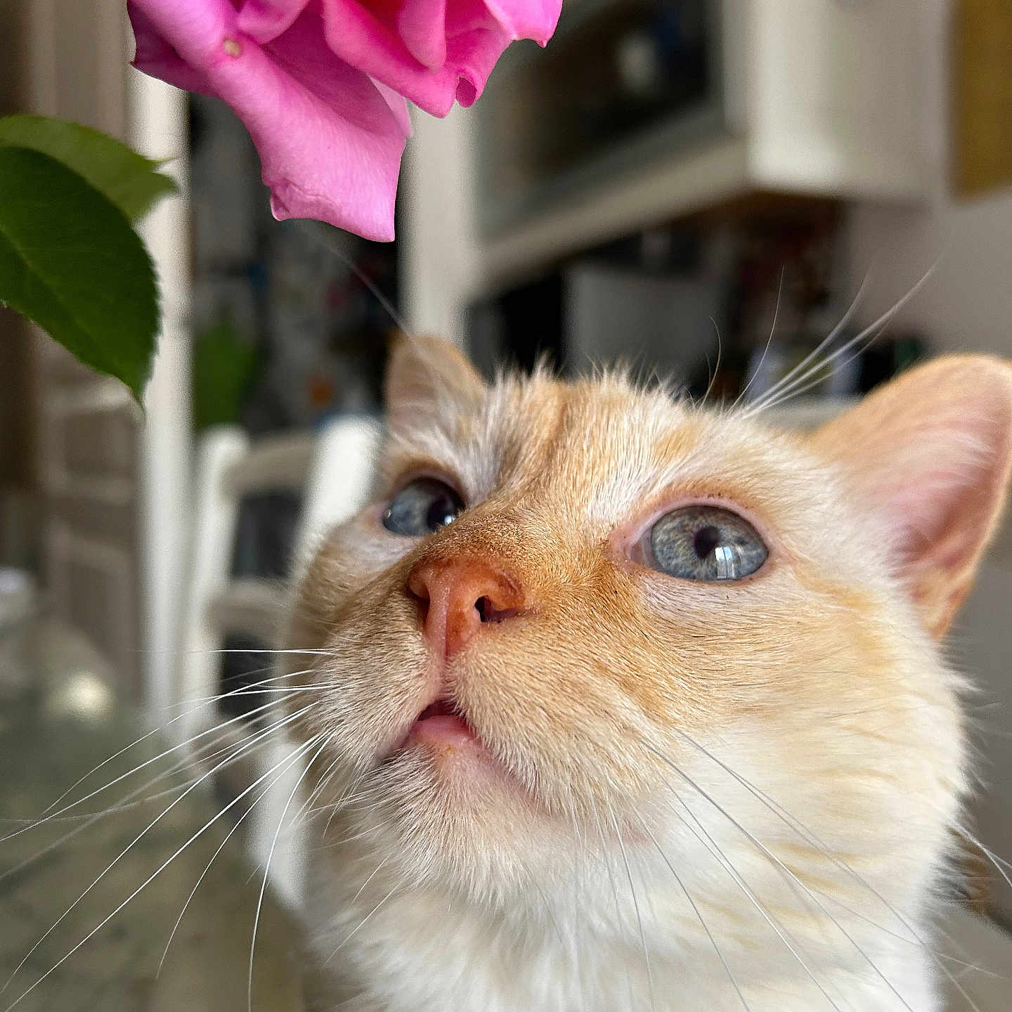 Charly participe au concours pour gagner de l'argent avec cette photo : abyssinian, angora, animal, cat, face, flower, flowerarrangement, flowerbouquet, geranium, head, kitten, manx, person, pet, petal, plant, rose, siamese, smelling, wood