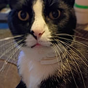 Keke joined the competition — help win amazing prizes! big_eyes, black_and_white, blurred_background, cat, close_up, collar, curious, cute, domestic_cat, feline, fur, indoor, living_room, pet, pink_nose, portrait, sitting, tuxedo_cat, whiskers, white_chest