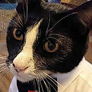 Keke joined the competition — help win amazing prizes! animal, background_blur, black_and_white, bow_tie, cat, cheetos, close_up, curious, cute, domestic, feline, food, indoor, pet, portrait, snack, table, tuxedo_cat, whiskers, white_shirt
