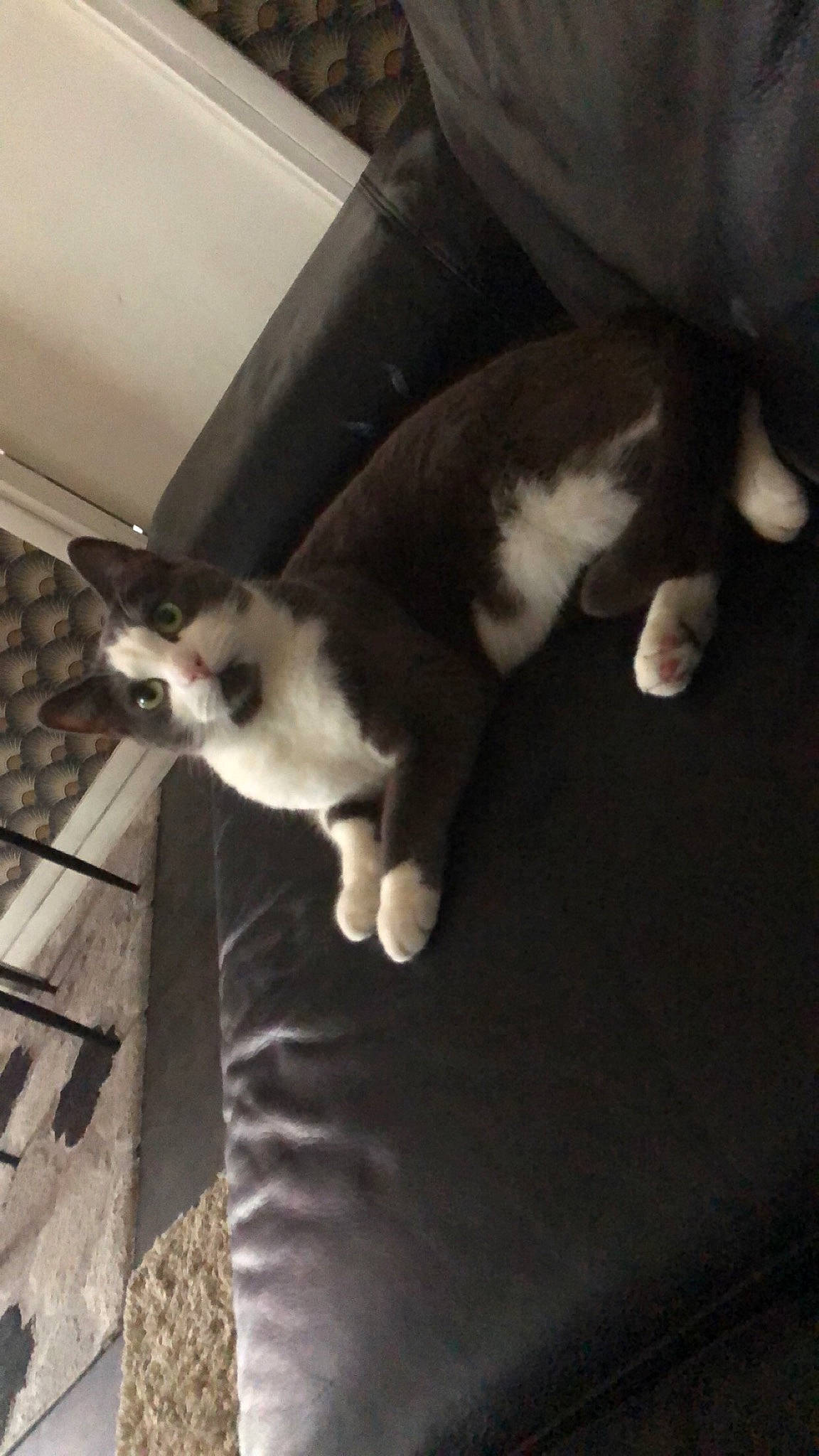 Chippie participe au concours pour gagner de l'argent avec cette photo : canidae, carnivore, cat, cloud, comfort, domestic_short_haired_cat, felidae, flooring, fur, hardwood, human_leg, monochrome_photography, paw, sky, small_to_medium_sized_cats, snout, tail, tints_and_shades, whiskers, wood