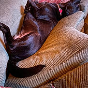 Fred joined the competition — help win amazing prizes! animal, architecture, armchair, baby, building, canine, chair, couch, cushion, dog, furniture, homedecor, indoors, labradorretriever, linen, livingroom, person, pet, pointer, room