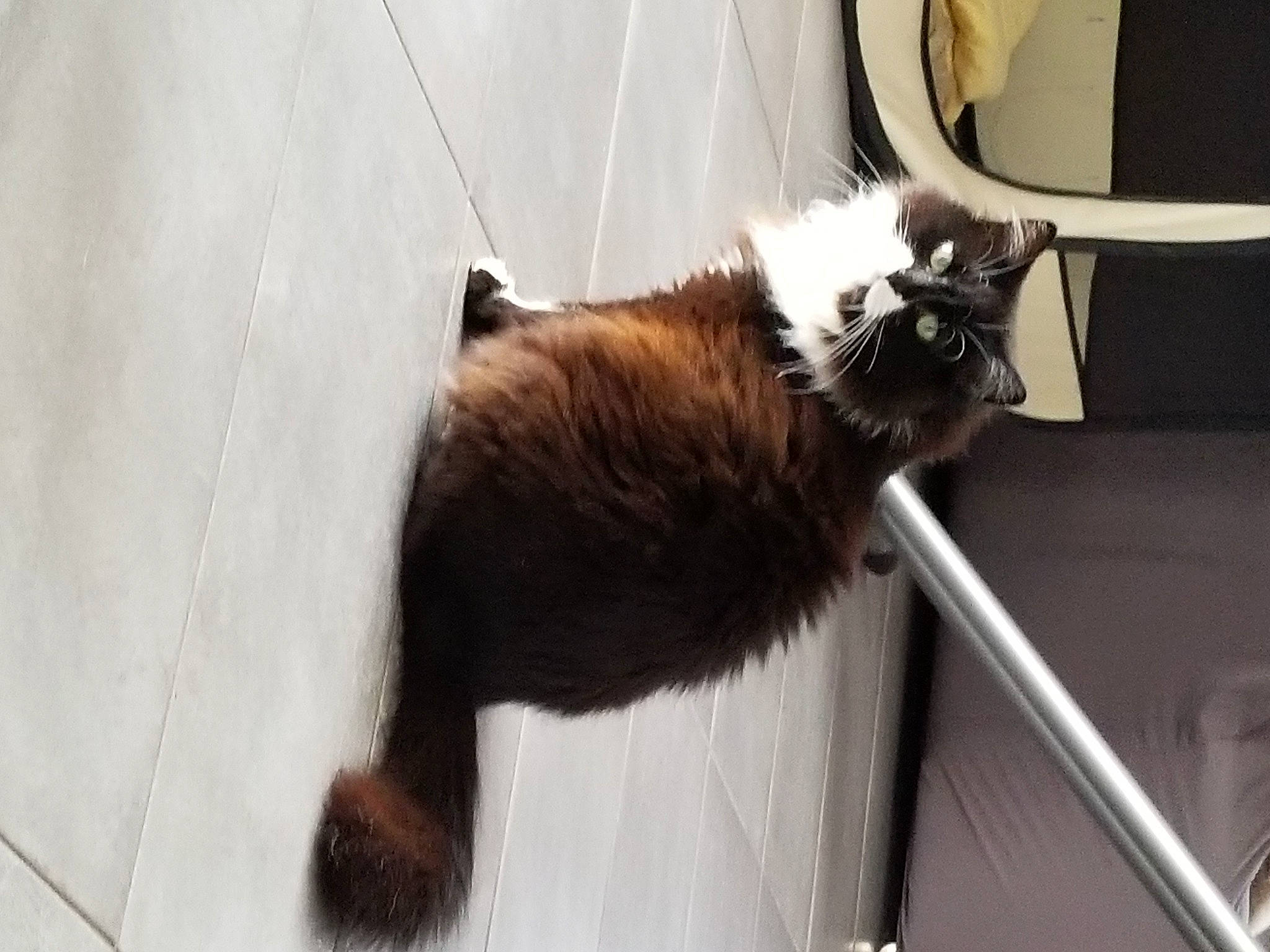 Nala a rejoint le concours — aidez-le/la à gagner de superbes lots ! carnivore, cat, claw, collar, domestic_short_haired_cat, fawn, felidae, fur, shadow, small_to_medium_sized_cats, snout, tail, terrestrial_animal, whiskers, window, wood