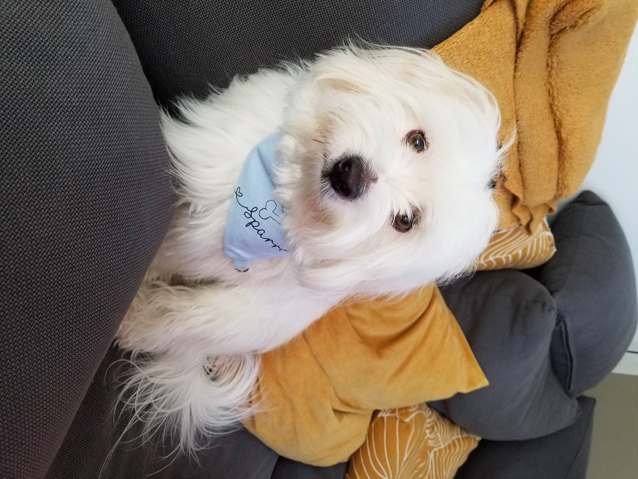 Sparrow participe au concours pour gagner de l'argent avec cette photo : canidae, carnivore, companion_dog, dog, dog_breed, dog_clothes, dog_supply, fashion_accessory, fawn, fur, maltepoo, pet_supply, puppy, snout, sporting_group, stuffed_toy, tail, toy, toy_dog, working_animal