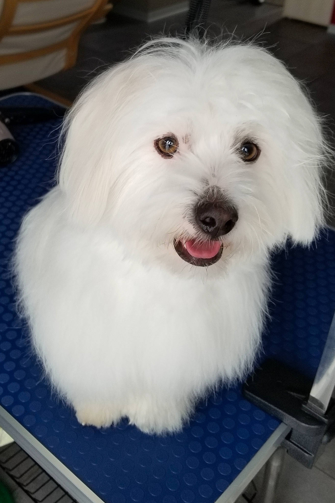 Sparrow participe au concours pour gagner de l'argent avec cette photo : canidae, carnivore, companion_dog, dog, dog_breed, fang, fur, maltepoo, non_sporting_group, small_terrier, snout, sporting_group, toy_dog, working_animal