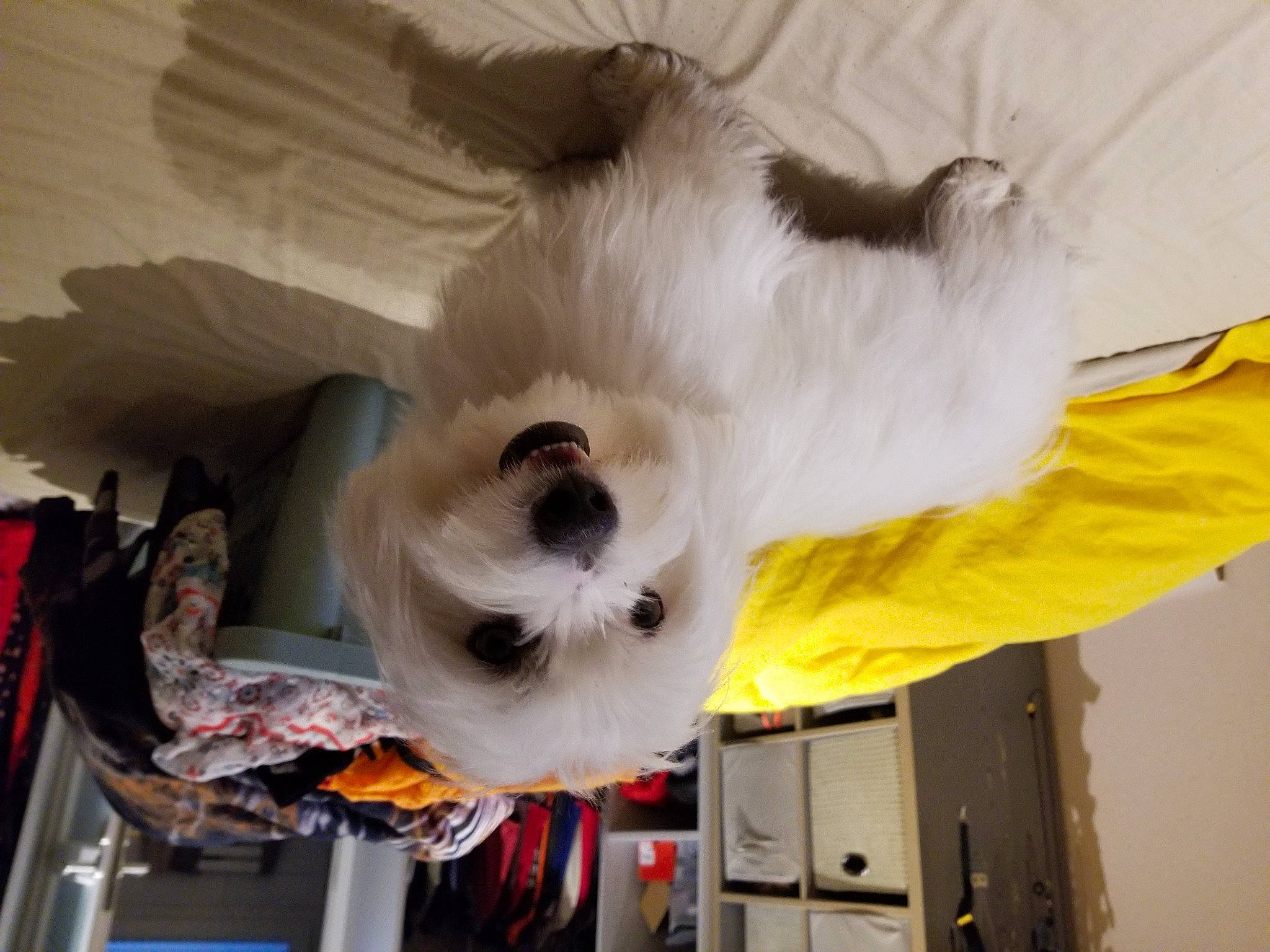 Sparrow a rejoint le concours — aidez-le/la à gagner de superbes lots ! canidae, carnivore, cat, companion_dog, dog_breed, event, fawn, felidae, fur, non_sporting_group, paw, room, small_to_medium_sized_cats, sporting_group, tail, whiskers