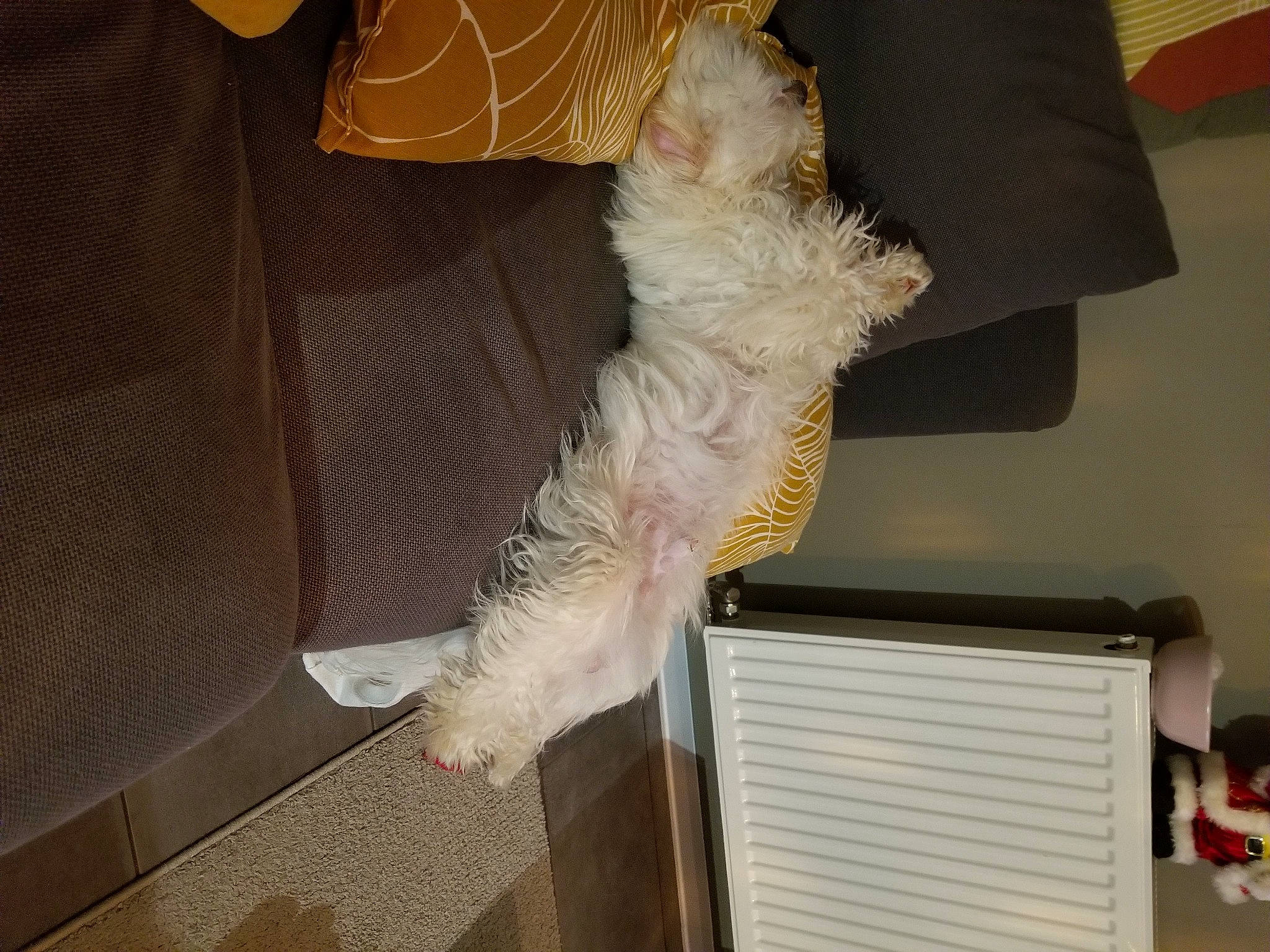 Sparrow participe au concours pour gagner de l'argent avec cette photo : canidae, carnivore, claw, comfort, companion_dog, dog, dog_breed, fawn, felidae, fur, non_sporting_group, paw, small_terrier, small_to_medium_sized_cats, sporting_group, tail, terrier, toy_dog, whiskers