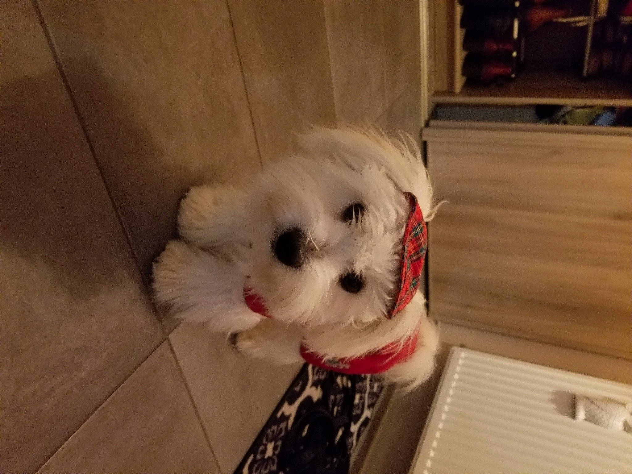 Teddy participe au concours pour gagner de l'argent avec cette photo : canidae, carnivore, collar, companion_dog, dog, dog_breed, dog_clothes, dog_collar, dog_supply, fawn, flooring, fur, pet_supply, small_terrier, snout, sporting_group, terrier, toy_dog, whiskers, working_animal