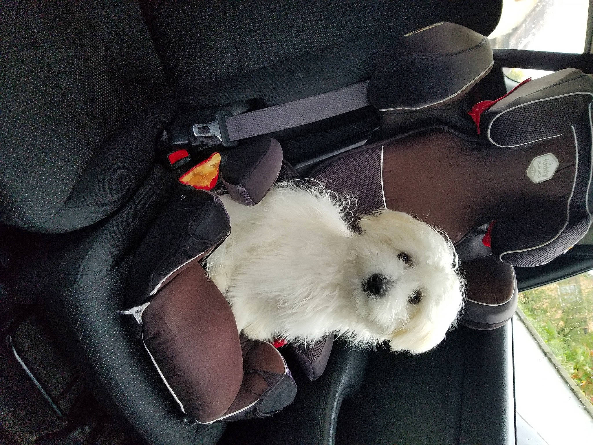 Teddy participe au concours pour gagner de l'argent avec cette photo : auto_part, automotive_design, automotive_exterior, canidae, car, car_seat, car_seat_cover, carnivore, comfort, companion_dog, fur, head_restraint, luxury_vehicle, personal_luxury_car, plush, stuffed_toy, toy, whiskers, white