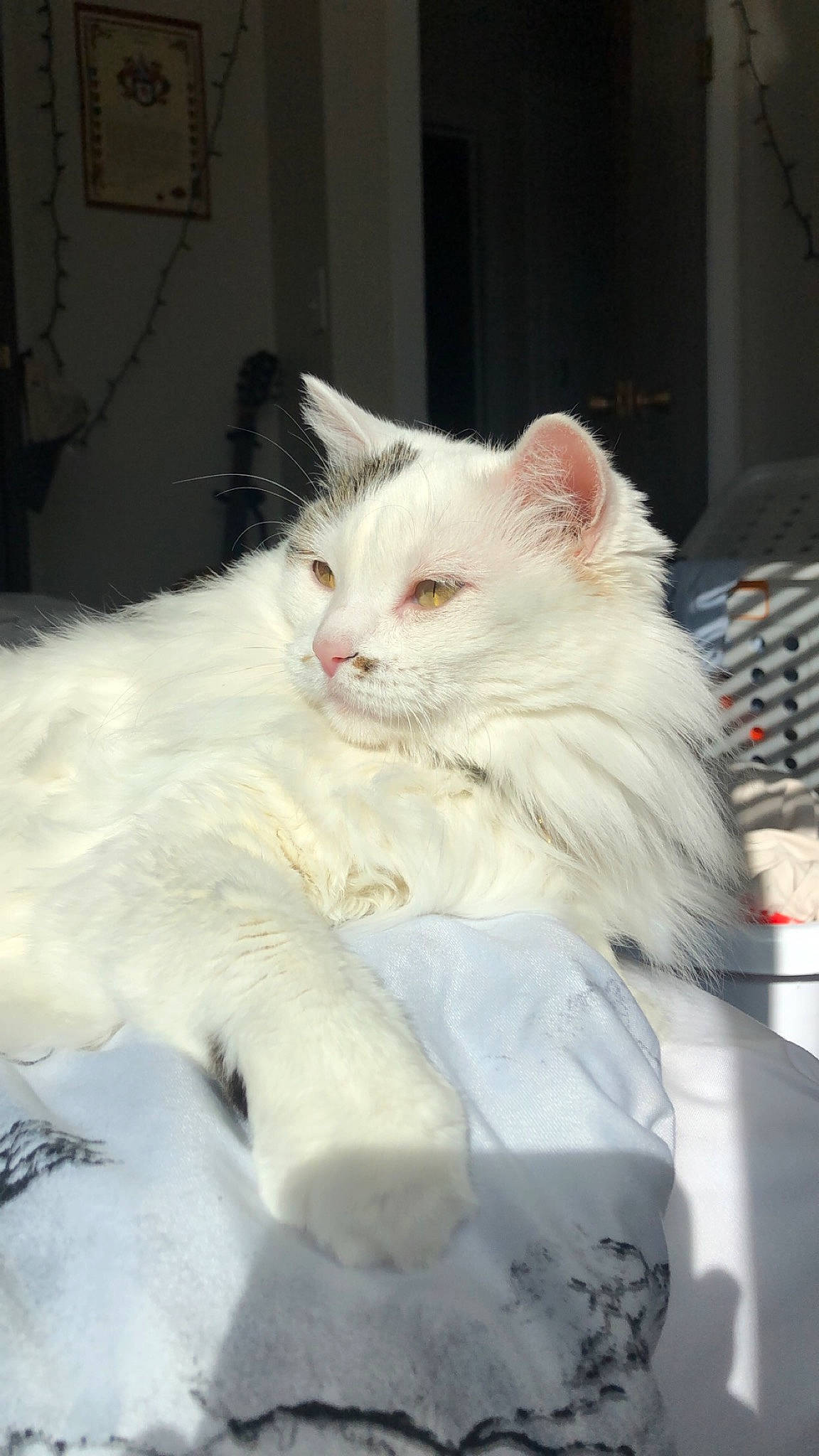 Mica is registered to the contest to win money with this photo: american_curl, british_semi_longhair, burmilla, carnivore, cat, domestic_long_haired_cat, felidae, fur, khao_manee, kitten, mammal, norwegian_forest_cat, persian, ragamuffin, ragdoll, small_to_medium_sized_cats, turkish_angora, turkish_van, vertebrate, whiskers