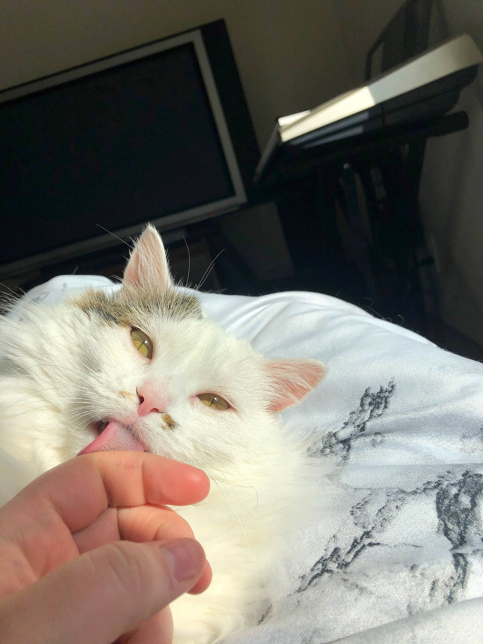 Mica is registered to the contest to win money with this photo: american_curl, asian, burmilla, carnivore, cat, domestic_long_haired_cat, felidae, fur, hand, khao_manee, kitten, norwegian_forest_cat, persian, ragdoll, skin, small_to_medium_sized_cats, turkish_angora, turkish_van, whiskers, white