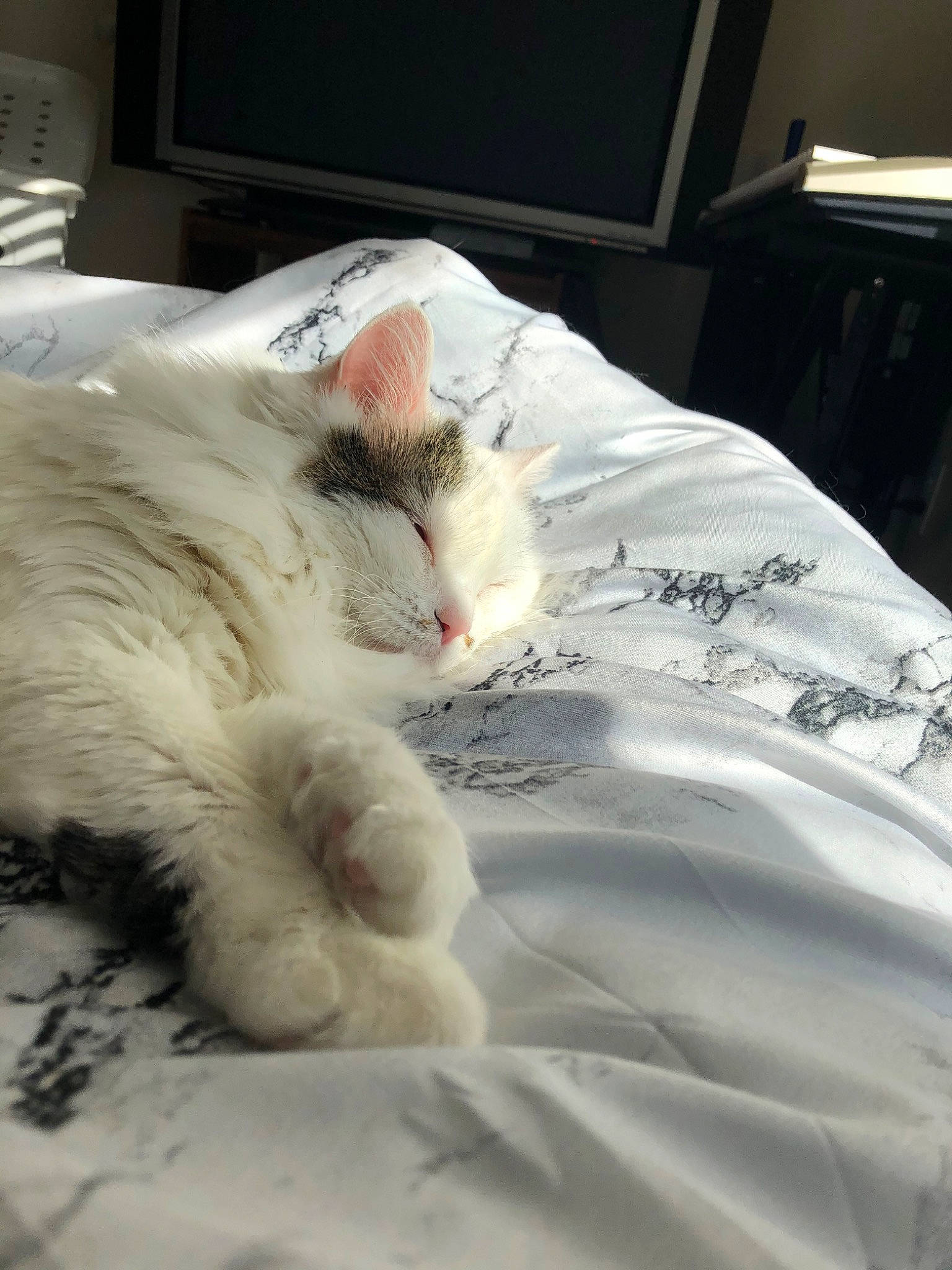 Mica joined the competition — help win amazing prizes! asian, bed, burmilla, carnivore, cat, domestic_long_haired_cat, ear, felidae, fur, furniture, kitten, nap, nose, paw, ragdoll, sleep, small_to_medium_sized_cats, turkish_angora, turkish_van, whiskers