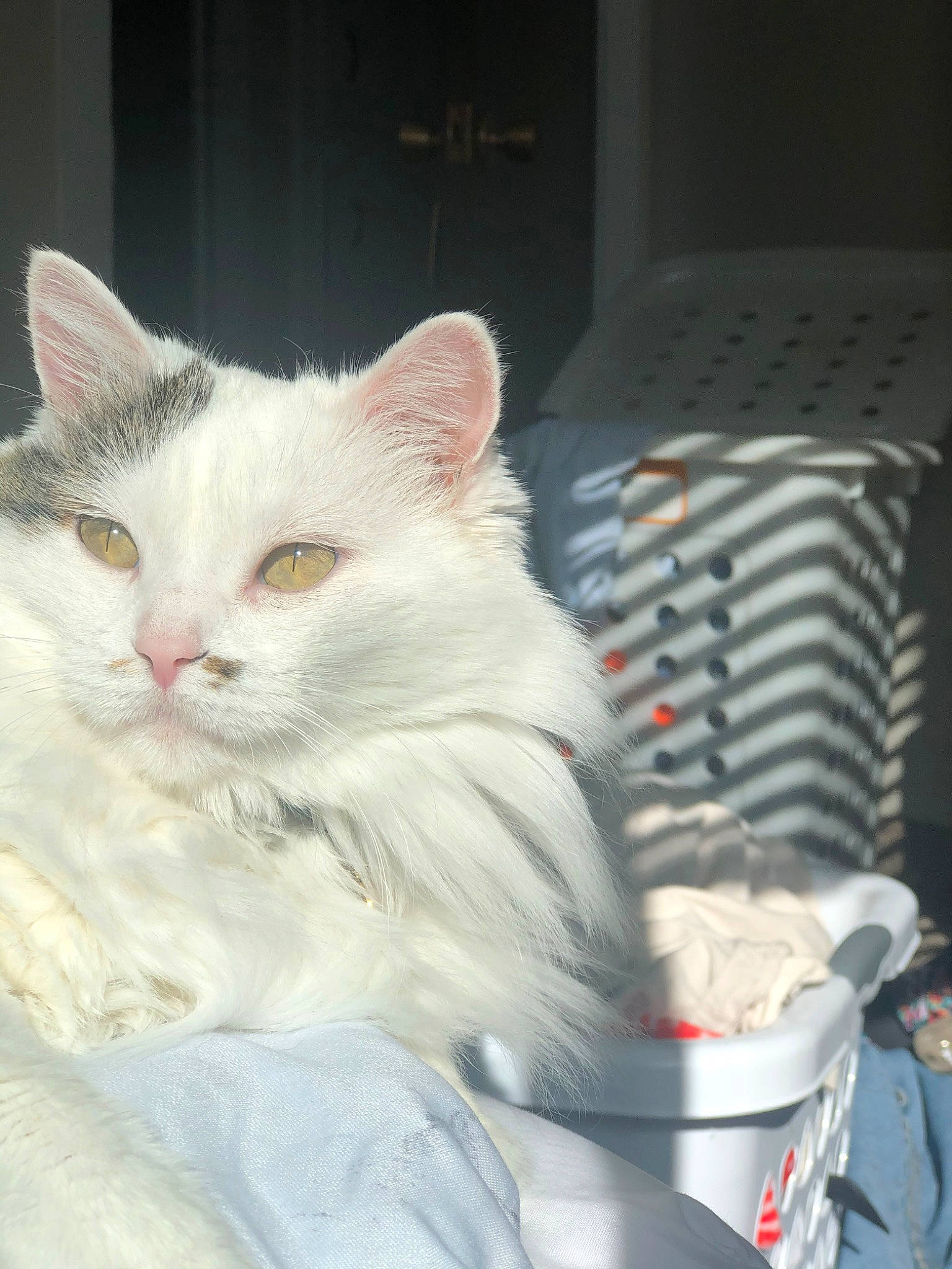 Mica joined the competition — help win amazing prizes! aegean_cat, american_curl, asian, burmilla, carnivore, cat, domestic_long_haired_cat, domestic_short_haired_cat, ear, felidae, fur, kitten, norwegian_forest_cat, persian, small_to_medium_sized_cats, turkish_angora, turkish_van, whiskers, white