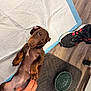 puppy, dog, sleeping, hand, training_pad, shoe, floor, mat, bowl, brown_dog, indoor, pet, canine, paw, resting, cute, young_dog, wooden_floor, casual, cozy