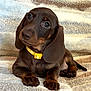 dog, puppy, dachshund, brown_dog, yellow_collar, blanket, pet, cute, floppy_ears, lying_down, animal, domestic_animal, young_dog, indoors, fur, paw, snout, companion, canine, adorable