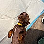 dog, puppy, dachshund, brown_dog, pet, yellow_collar, training_pad, hand, floor, mat, water_bowl, indoor, cute, looking_up, lying_down, animal, domestic, canine, young_dog, playful