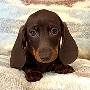 Dexter participe au concours pour gagner de l'argent avec cette photo : puppy, dog, dachshund, brown, cute, pet, animal, fluffy, blanket, soft, ears, nose, paws, closeup, indoors, adorable, young, portrait, looking, sleepy