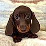 puppy, dog, dachshund, brown, cute, pet, animal, fluffy, blanket, soft, ears, nose, paws, closeup, indoors, adorable, young, portrait, looking, sleepy