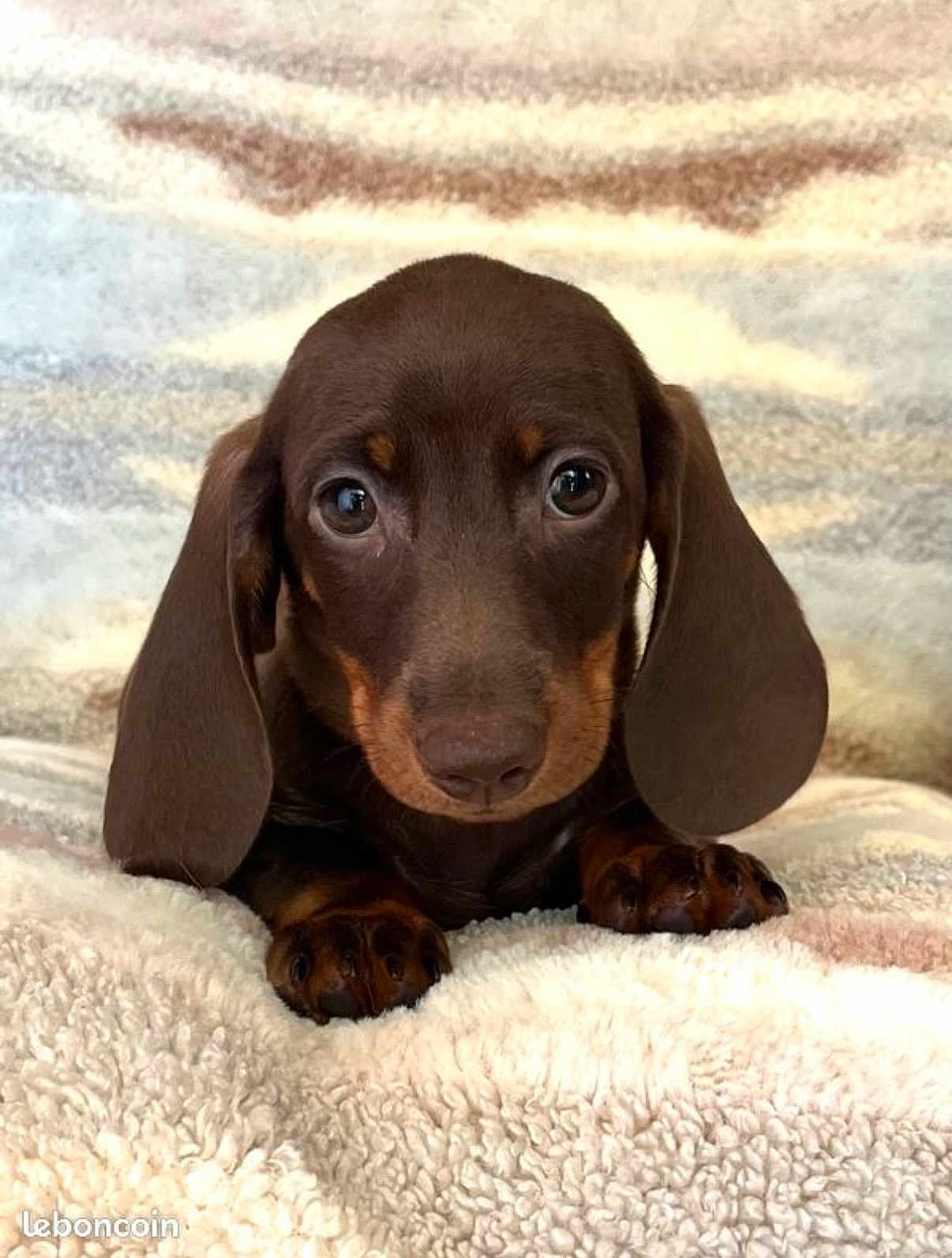 Dexter participe au concours pour gagner de l'argent avec cette photo : puppy, dog, dachshund, brown, cute, pet, animal, fluffy, blanket, soft, ears, nose, paws, closeup, indoors, adorable, young, portrait, looking, sleepy