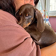 Dexter a rejoint le concours — aidez-le/la à gagner de superbes lots ! person, dog, puppy, dachshund, glasses, hugging, sleeping, indoor, cozy, brown_dog, closeup, warm_colors, sleeve, face, comfort, cute, pet, affection, casual_clothing, window