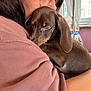 person, dog, puppy, dachshund, glasses, hugging, sleeping, indoor, cozy, brown_dog, closeup, warm_colors, sleeve, face, comfort, cute, pet, affection, casual_clothing, window