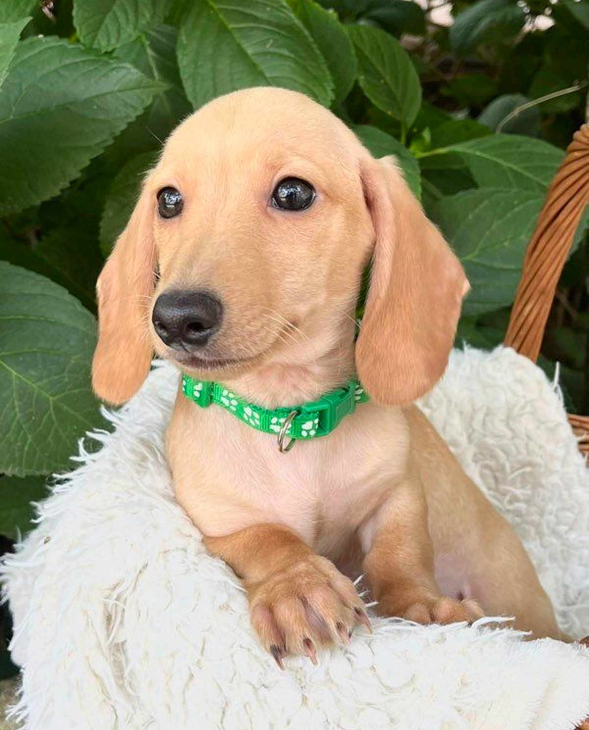 Marley