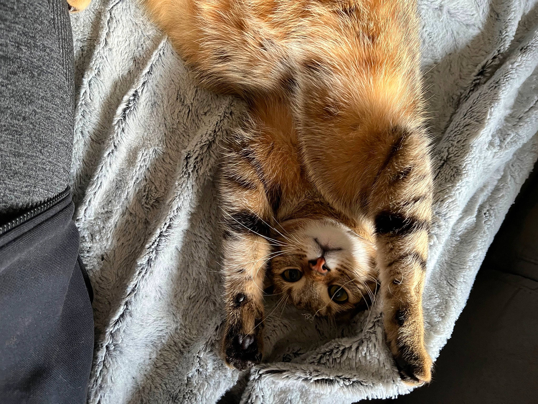Sun a rejoint le concours — aidez-le/la à gagner de superbes lots ! bengal_tiger, big_cats, carnivore, cat, claw, domestic_short_haired_cat, eye, fawn, felidae, fur, nap, paw, sleep, small_to_medium_sized_cats, snout, tail, terrestrial_animal, whiskers, wildlife, wood
