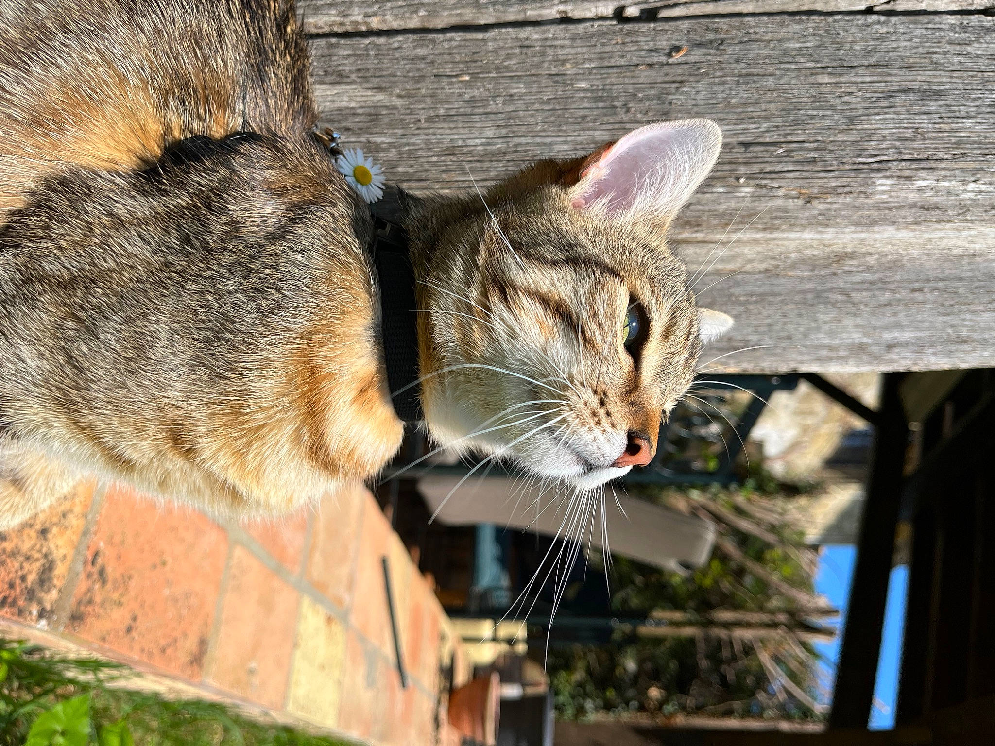Sun participe au concours pour gagner de l'argent avec cette photo : carnivore, cat, domestic_short_haired_cat, fawn, felidae, fur, grass, mammal, plant, small_to_medium_sized_cats, snout, tail, terrestrial_animal, tree, whiskers, wildlife, window, wood