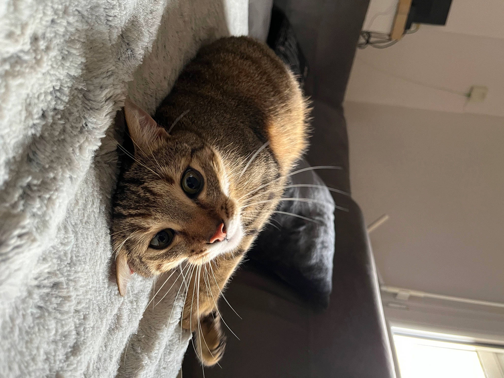 Sun participe au concours pour gagner de l'argent avec cette photo : carnivore, cat, claw, comfort, domestic_short_haired_cat, ear, felidae, fur, nap, paw, plant, small_to_medium_sized_cats, snout, tail, terrestrial_animal, tree, whiskers, window, wood