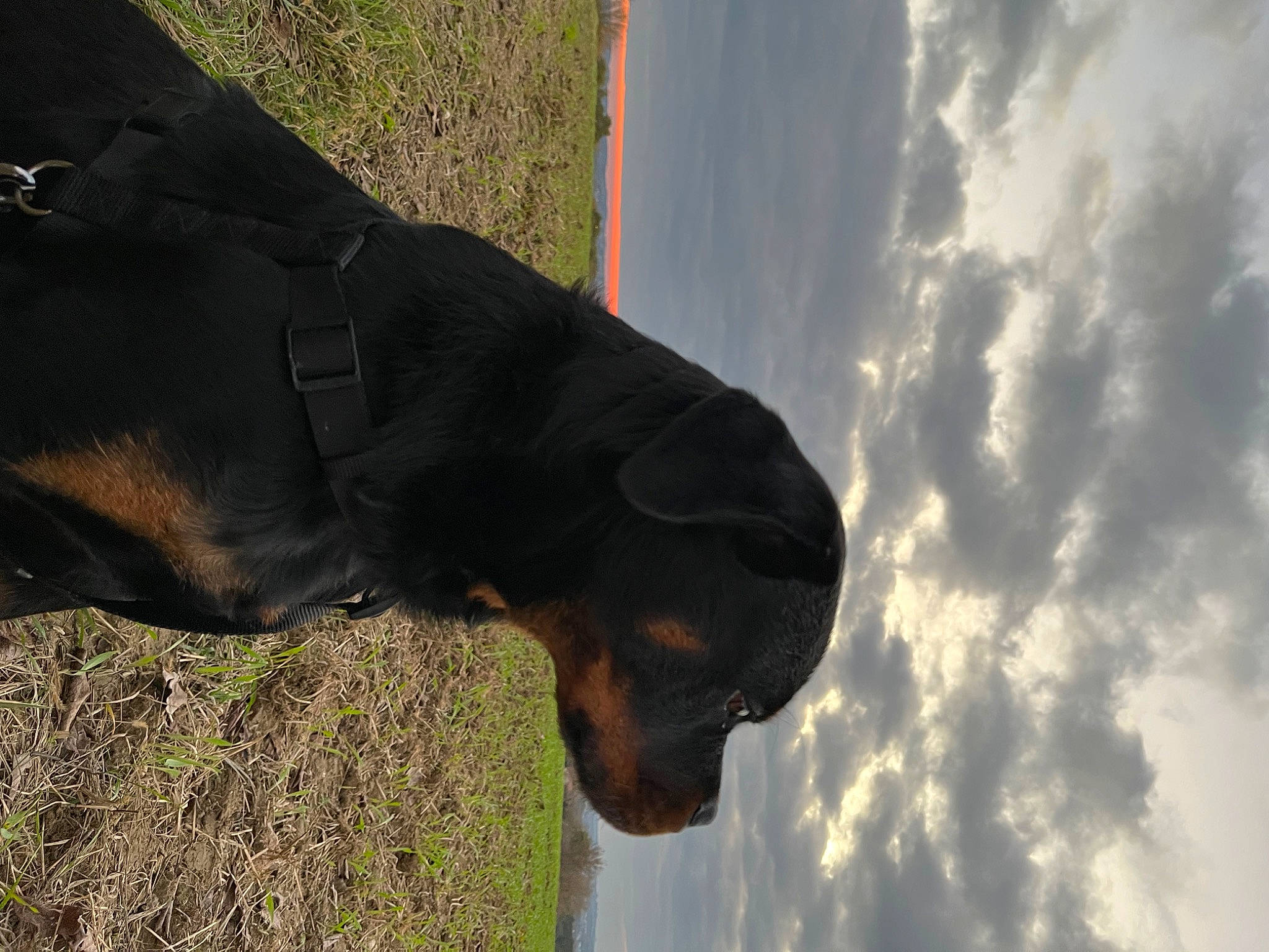 Tyron a rejoint le concours — aidez-le/la à gagner de superbes lots ! canidae, carnivore, cloud, collar, companion_dog, cumulus, dog, dog_breed, dog_collar, fawn, gesture, liver, plant, rottweiler, sky, snout, sporting_group, tail, tree, working_animal