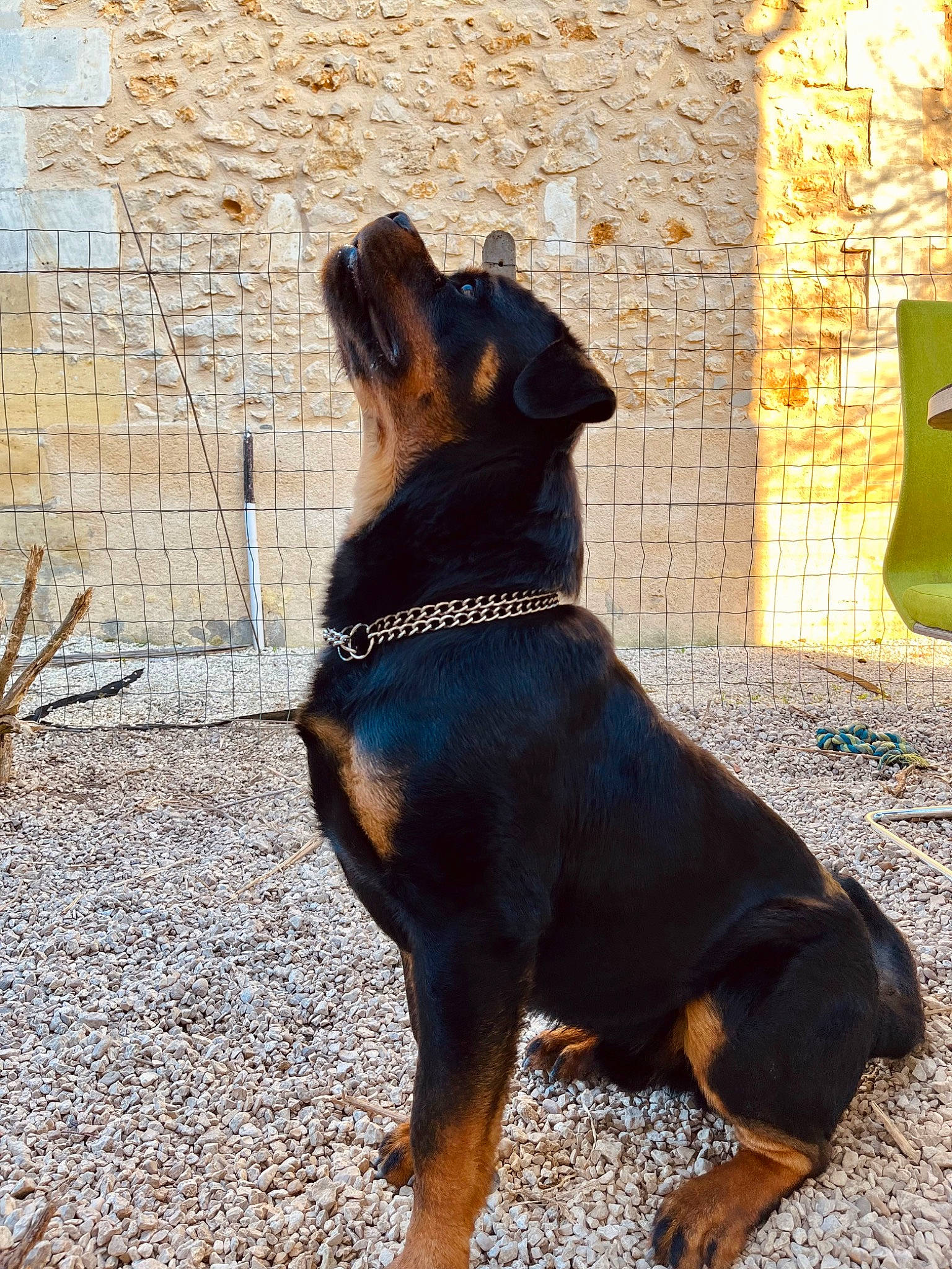 Tyron a rejoint le concours — aidez-le/la à gagner de superbes lots ! canidae, carnivore, collar, companion_dog, dog, dog_breed, dog_collar, guard_dog, hunting_dog, leash, paw, pet_supply, road_surface, shadow, sporting_group, tail, terrestrial_animal, tints_and_shades, working_animal, working_dog