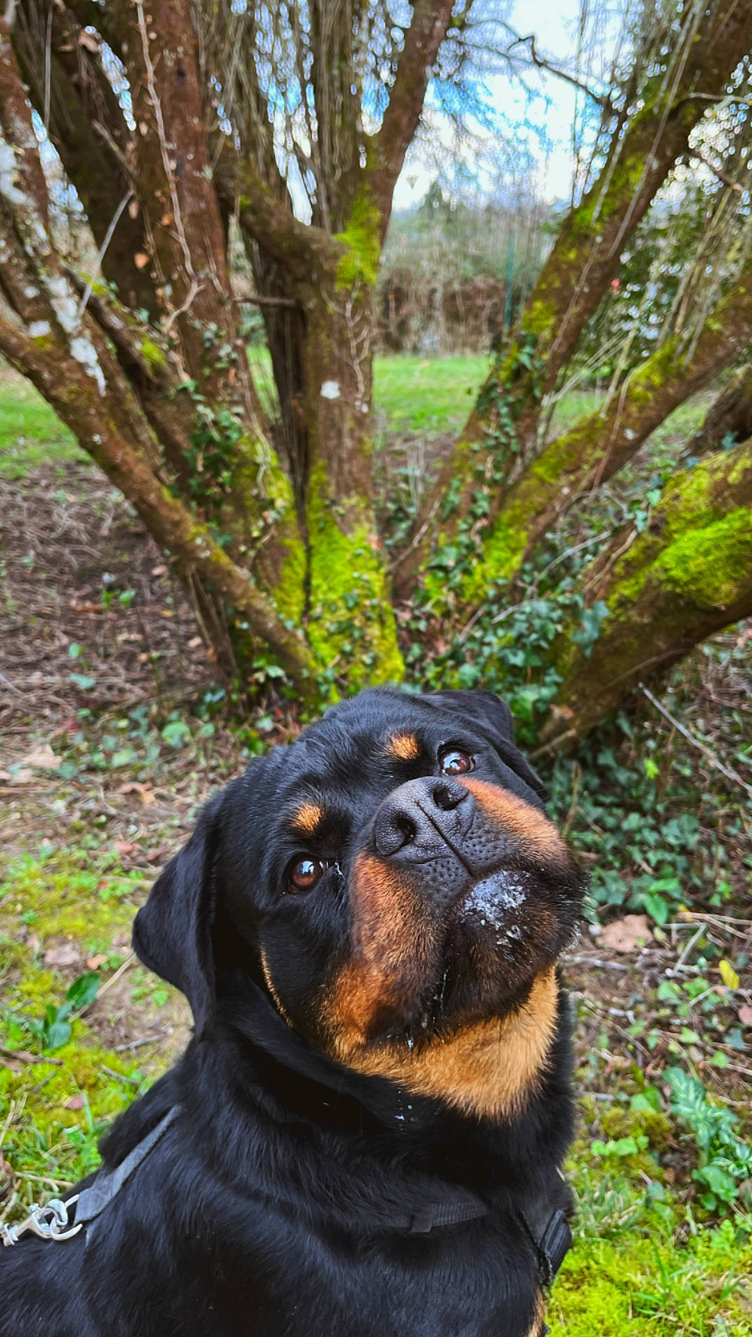 Tyron a rejoint le concours — aidez-le/la à gagner de superbes lots ! canidae, carnivore, collar, companion_dog, dog, dog_breed, fawn, fur, grass, leaf, plant, rottweiler, snout, sporting_group, terrestrial_animal, tree, trunk, twig, wood, working_animal