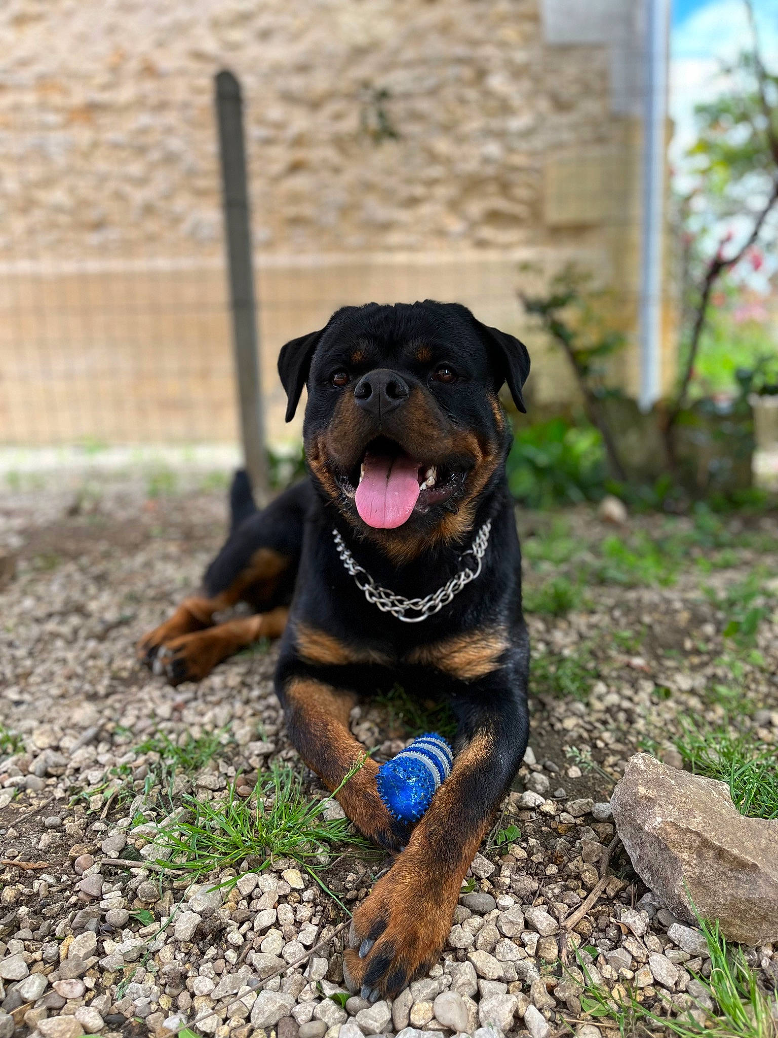 Tyron participe au concours pour gagner de l'argent avec cette photo : borador, carnivore, collar, companion_dog, dog, dog_breed, dog_collar, fawn, grass, guard_dog, liver, molosser, plant, snout, soil, sporting_group, terrestrial_animal, tree, working_animal, working_dog